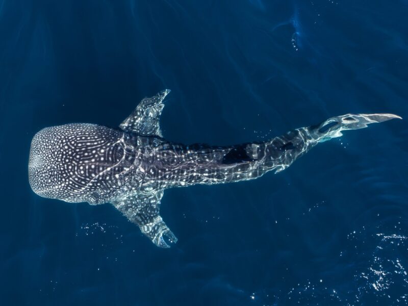 2_6 ARI ATOLL _ 6 DAYS