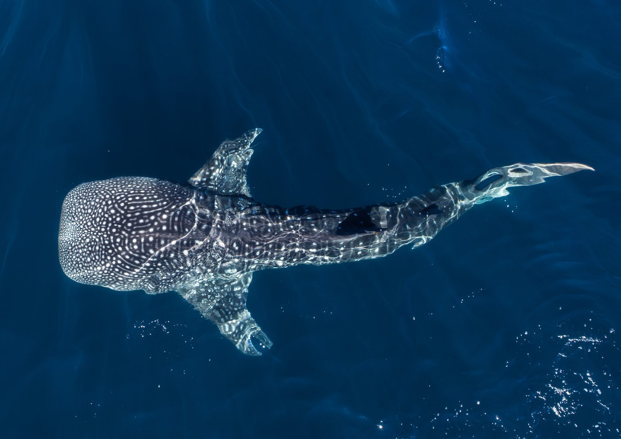 2_6 ARI ATOLL _ 6 DAYS