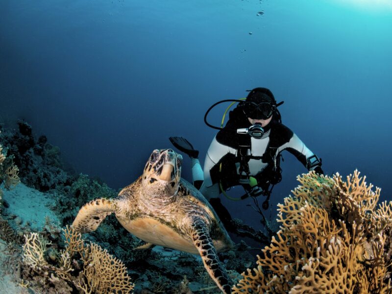 Day 2 – North Ari Atoll