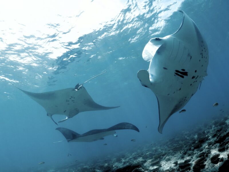 Day 3 – Central Ari Atoll