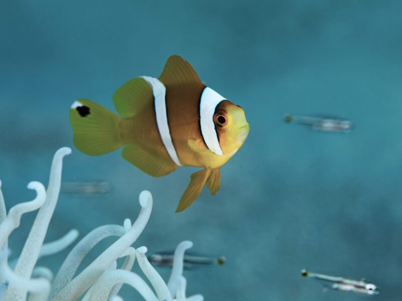 Day 3 – South Male Atoll