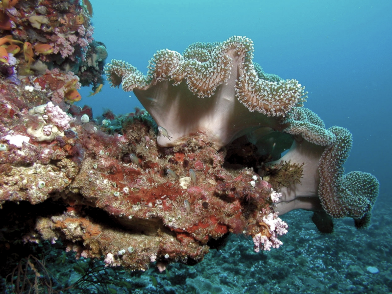 Day 5 – South Ari Atoll