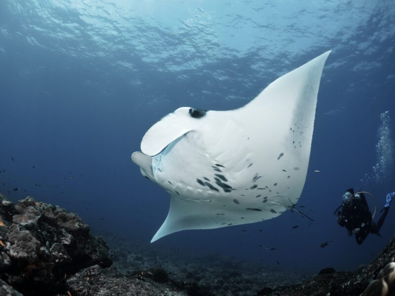 Maldives-Manta-Quest-seasonal-Avalon
