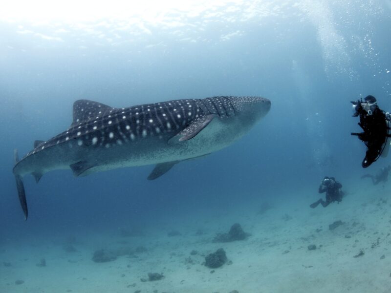 Maldives-Scuba-Diving-Avalon